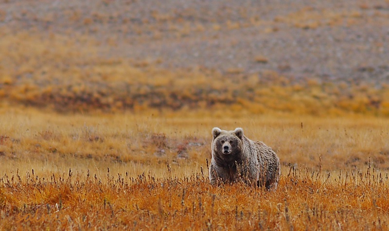 deosai national park